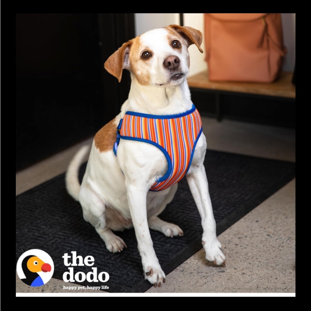 The Dodo Striped Dog Harness Soft breathable Large Happy Pet Happy Life Ne